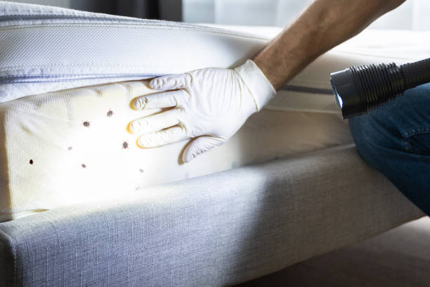 Best Pest Prevention Services  in Burbank, IL