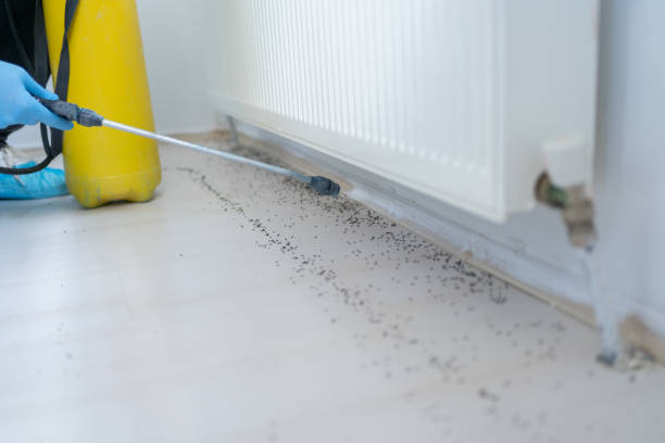 Best Termite Control Services  in Burbank, IL